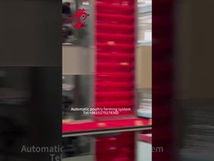 جمع آوری تخم مرغ لایه ای خودکار یک نوع قفس مرغ برای گل رز مرغداری