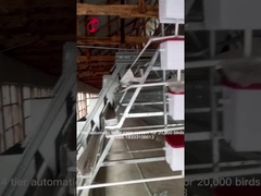 96 پرنده خودکار قفس مرغ تجهیزات باتری قفس تخم مرغ برای مرغ های تخمگذار در نیجریه زنبق