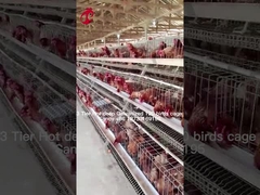 کشاورزی لایه ای استفاده از 2 لایه قفس باتری خانه مرغ گرم غوطه ور گالوانیزه شن