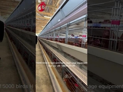 ستاره تجهیزات پرورش خودکار قفس مرغ با کنترل کامپیوتری