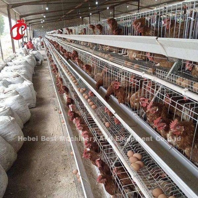 سیستم قفس باتری اتوماتیک مرغ A و H برای پرورش طیور شنی