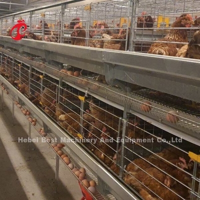 جمع آوری تخم مرغ لایه ای خودکار یک نوع قفس مرغ برای گل رز مرغداری