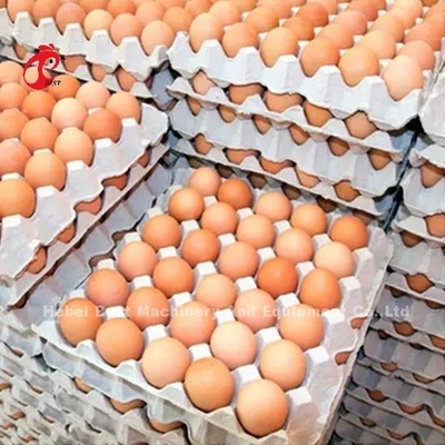 یک نوع سیستم قفس باتری لایه ای در 5000 تخم گذاری مرغ مزرعه میا