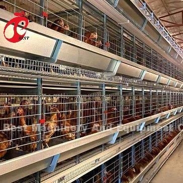دستگاه قفسه مرغ اتوماتیک نوع A یا H دستگاه جمع آوری تخم مرغ برای 35000 پرنده