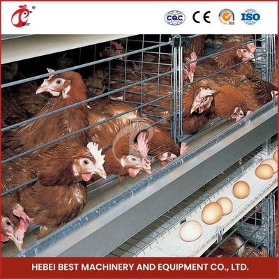 H Type 30000 Birds قفس مرغ لایه لایه اتوماتیک با تسمه نقاله کود آدا