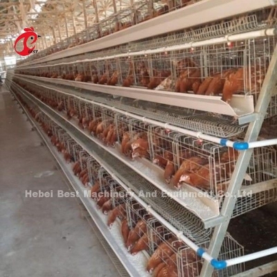 کنترل الکتریکی اتوماتیک سیستم قفس لایه پرنده 4 طبقه طراحی مزرعه Ada