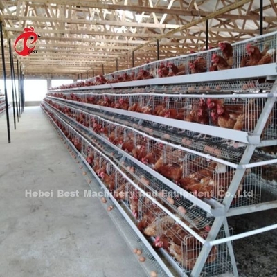 سیستم جامع قفس پرورش مرغ با آب آشامیدنی های خودکار و ابزار نصب