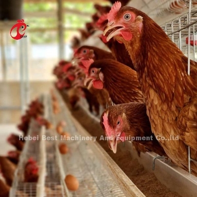 سیستم قفس پرورش مرغ اتوماتیک با تجهیزات آشامیدنی و تغذیه