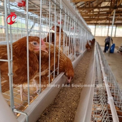 Best A Type مرغ Cage 500 Birds برای Layers Poultry Farming مرغ Cage Sandy