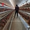 قفس باتری مرغ 110 کیلوگرم با 450 سانتی متر مربع