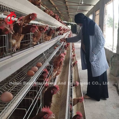 قیمت قفس باتری لایه ها در نیجریه 12 هفته مرغ 128 ستاره پرندگان