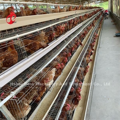 سیستم قفس باتری اتوماتیک ارزان قیمت گالوانیزه شده گرم 25 طول عمر 450 سانتی متر مربع در نیجریه