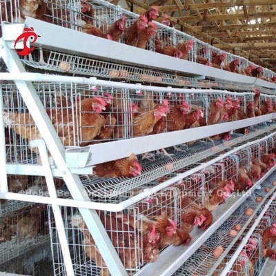 سیستم قفس باطری لایه ای اتوماتیک قفس مرغ لایه ای تجاری قفس 3 طبقه رز فروش داغ