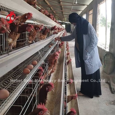 80-100 کیلوگرم نوع H سیستم قفس لایه اتوماتیک با 450 سانتی متر مربع