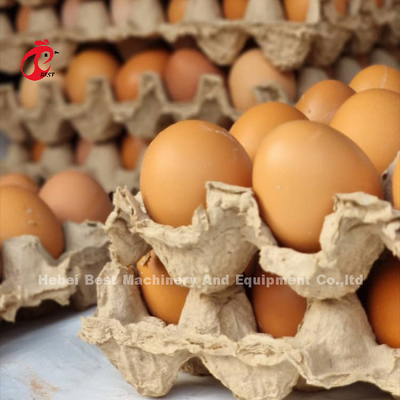 سیستم قفسه پرورش مرغ اتوماتیک با سطح گالوانیزه الکترو / داغ