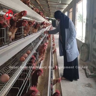 6 سطح قفس مرغ، دستگاه مرغ برای استفاده بهینه از فضا و اتوماسیون