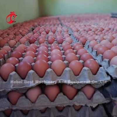سیستم قفس پرورش طیور 432 سانتی متر مربع، سیستم قفس لایه اتوماتیک فولادی رز