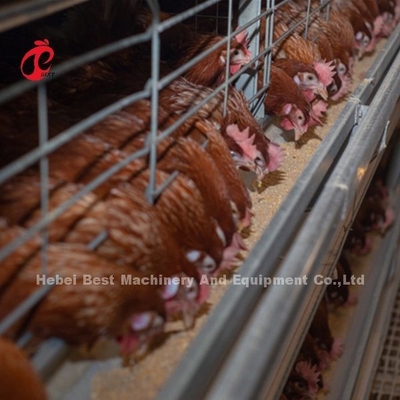 سیستم قفس پرورش طیور 432 سانتی متر مربع، سیستم قفس لایه اتوماتیک فولادی رز