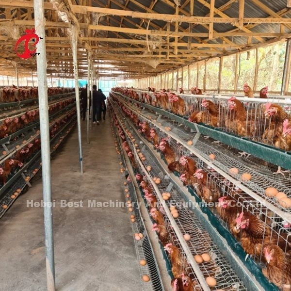 سیستم قفس باتری طیور 3 یا 4 ردیف برای لایه های زنبق