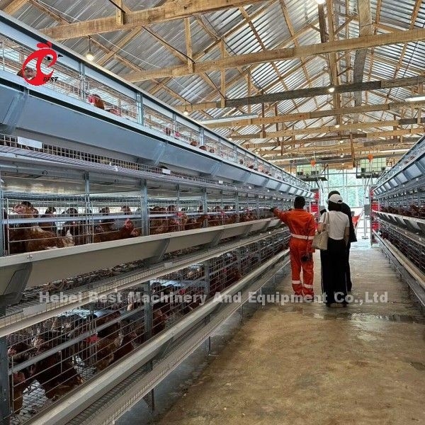 قفس مرغ نوع H برای 500 تا 50000 مرغ در مزارع آفریقا
