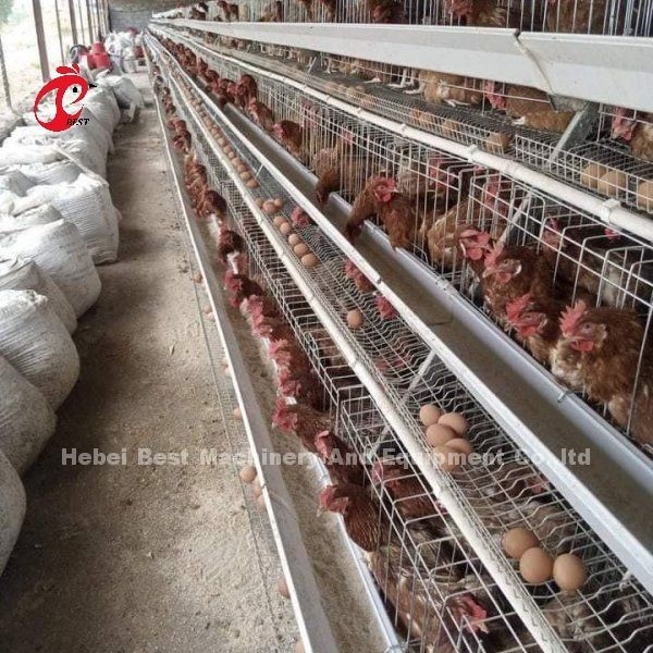 سیستم تغذیه اتوماتیک مرغ مرغ باتری لایه قفس نوع A Ada