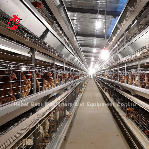 سیستم قفس باتری اتوماتیک H Frame برای 30000 پرنده مزرعه مرغ