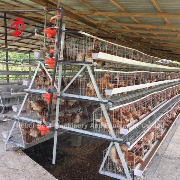 3 Tier 120 پرندگان و 4 Tier 160 پرندگان لایه باتری قفس سیستم برای اوگاندا تانزانیا مزرعه مرغ Sandy