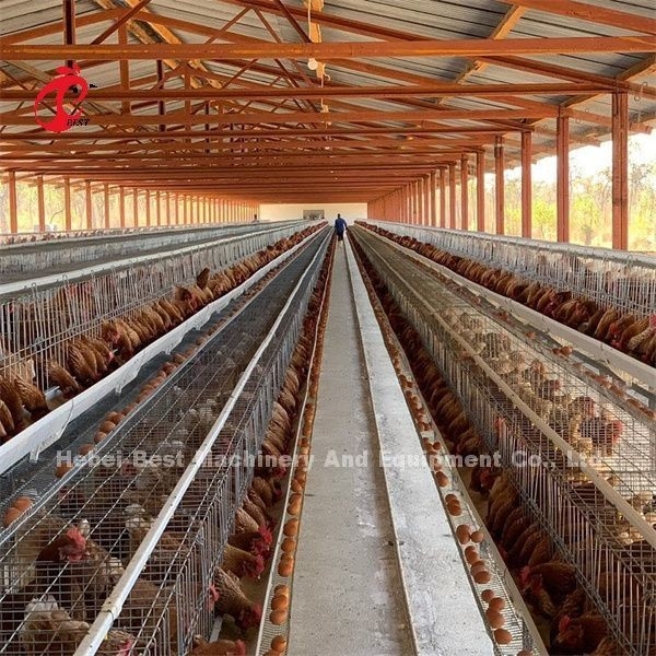 سیستم قفس پرورش طیور 32 درب آفریقا برای پرندگان تخمگذار امیلی
