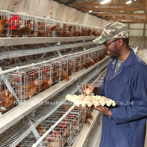 Best A Type مرغ Cage 500 Birds برای Layers Poultry Farming مرغ Cage Sandy