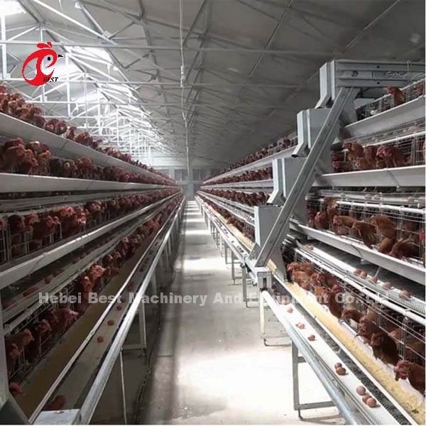 نوع سیستم قفس لایه ای خودکار با تجهیزات طیور در نیجریه زنبق