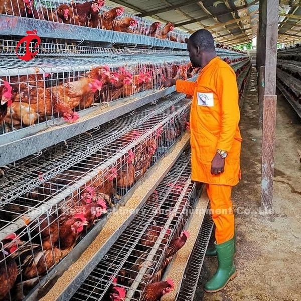 بهترین کیفیت A Type Layer Cage قفس باطری لایه تخم مرغ 240 Birds Emily